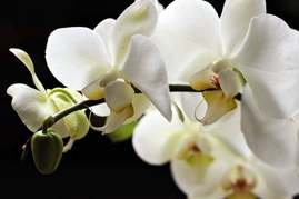 orchids-2055193_640.jpg